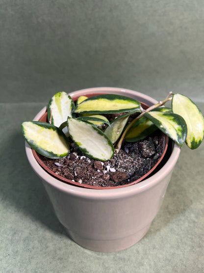 Hoya Verticillata Inner Variegata ↕: 15cm ø: 12cm
