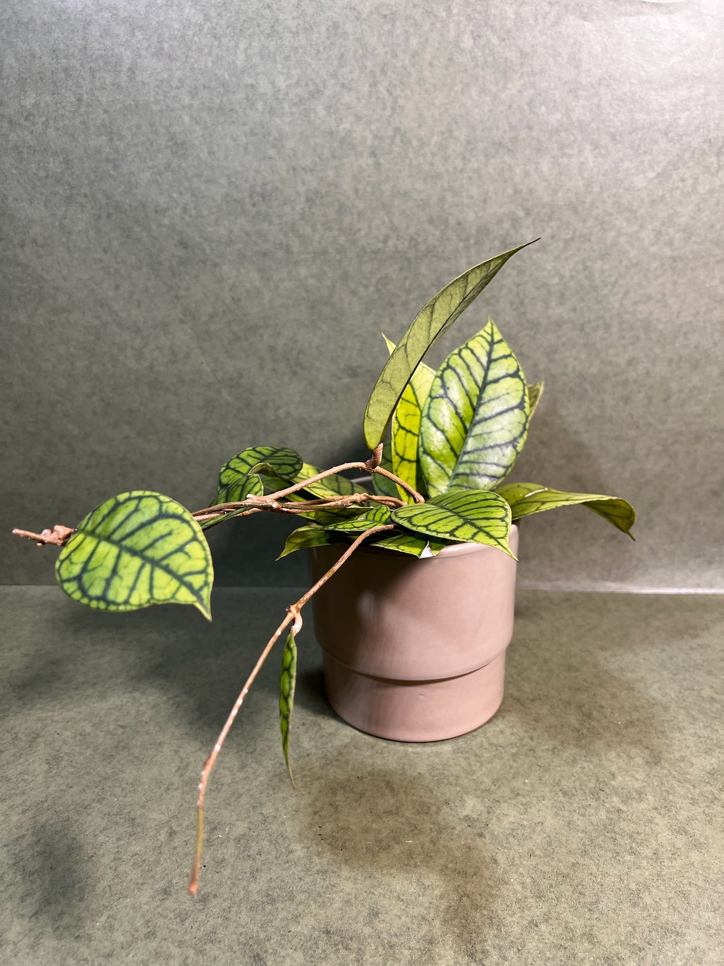 Hoya Calistophylla ↕: 34cm ø: 12cm