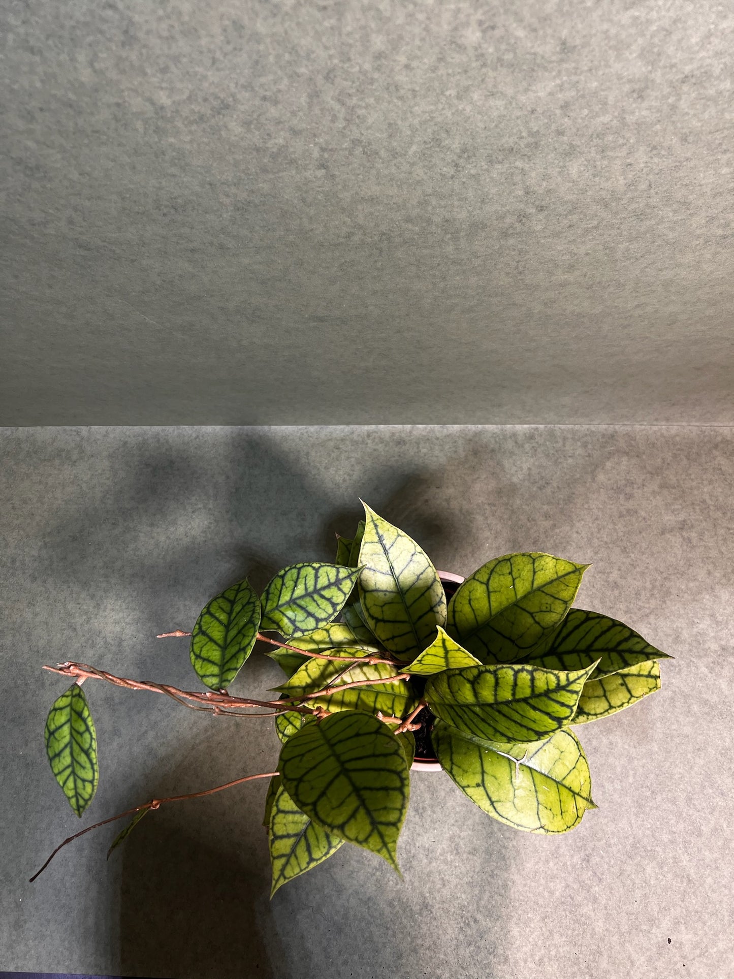 Hoya Calistophylla ↕: 34cm ø: 12cm