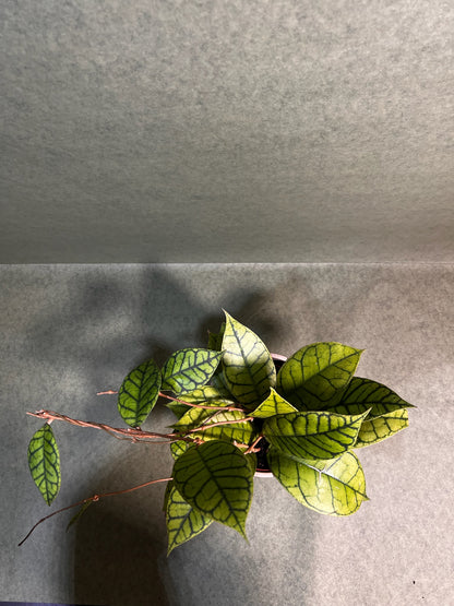 Hoya Calistophylla ↕: 34cm ø: 12cm