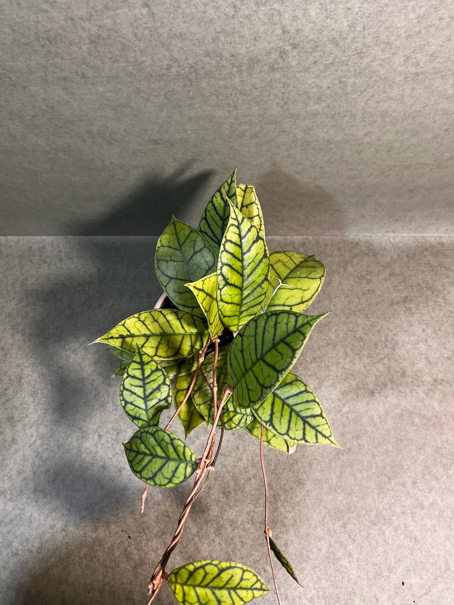 Hoya Calistophylla ↕: 34cm ø: 12cm