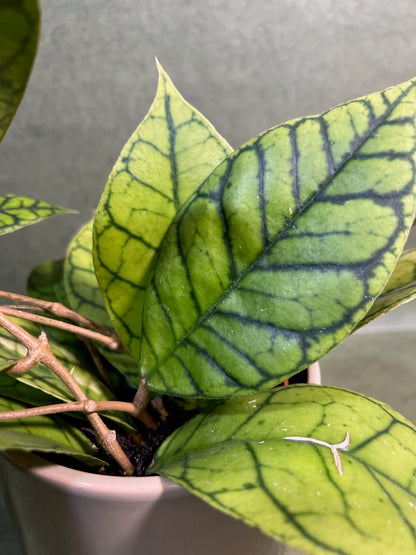 Hoya Calistophylla ↕: 34cm ø: 12cm