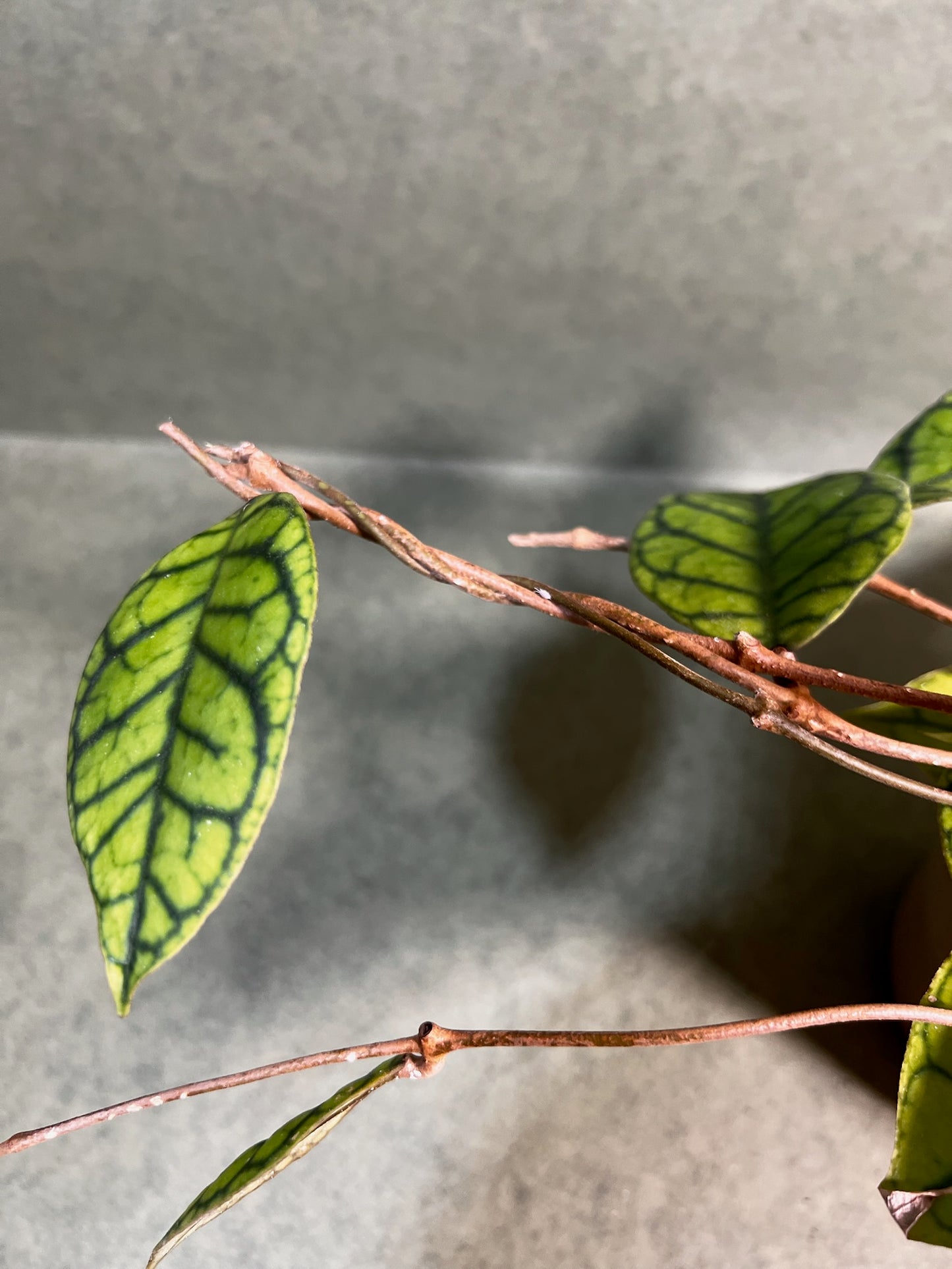 Hoya Calistophylla ↕: 34cm ø: 12cm