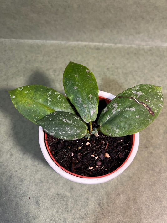 Hoya Mitrata Splash ↕: 15cm ø: 10,5cm