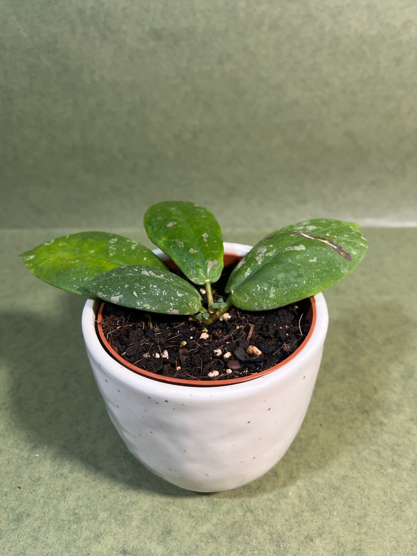 Hoya Mitrata Splash ↕: 15cm ø: 10,5cm