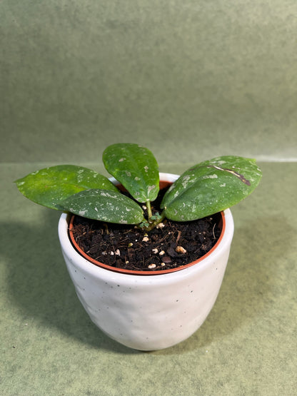 Hoya Mitrata Splash ↕: 15cm ø: 10,5cm