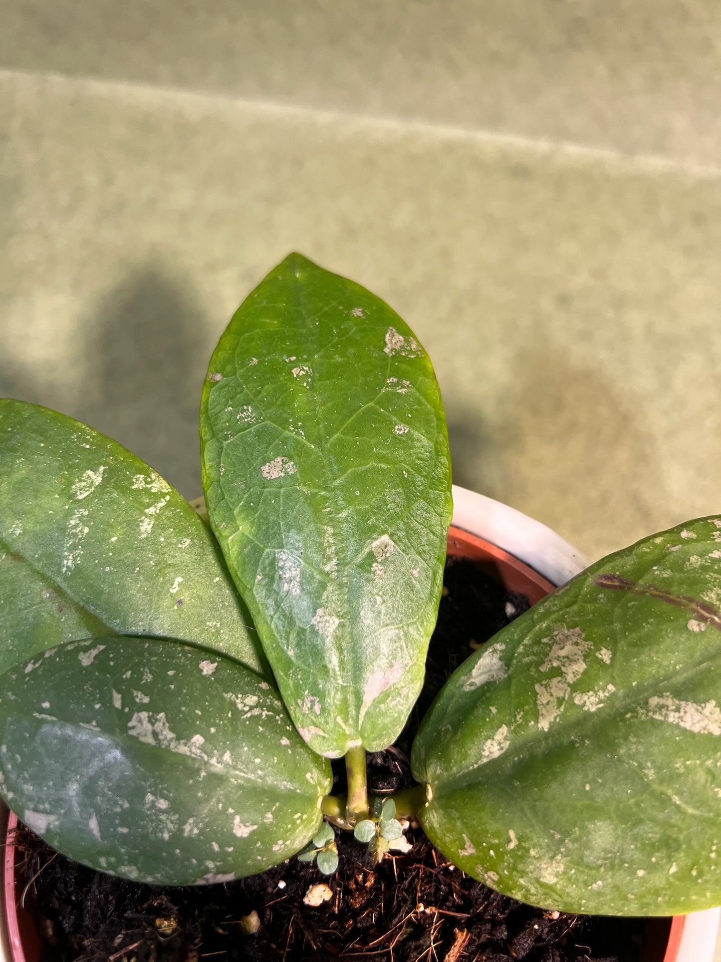Hoya Mitrata Splash ↕: 15cm ø: 10,5cm