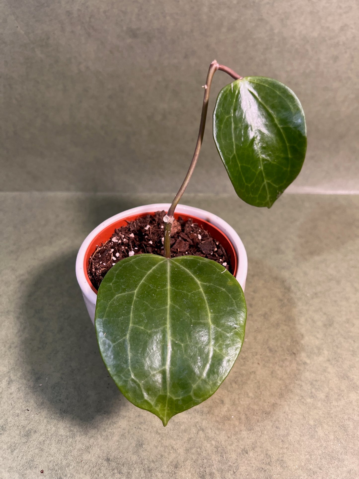 Hoya Latifolia Green ↕: 15cm ø: 10,5cm