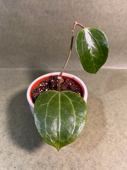 Hoya Latifolia Green ↕: 15cm ø: 10,5cm