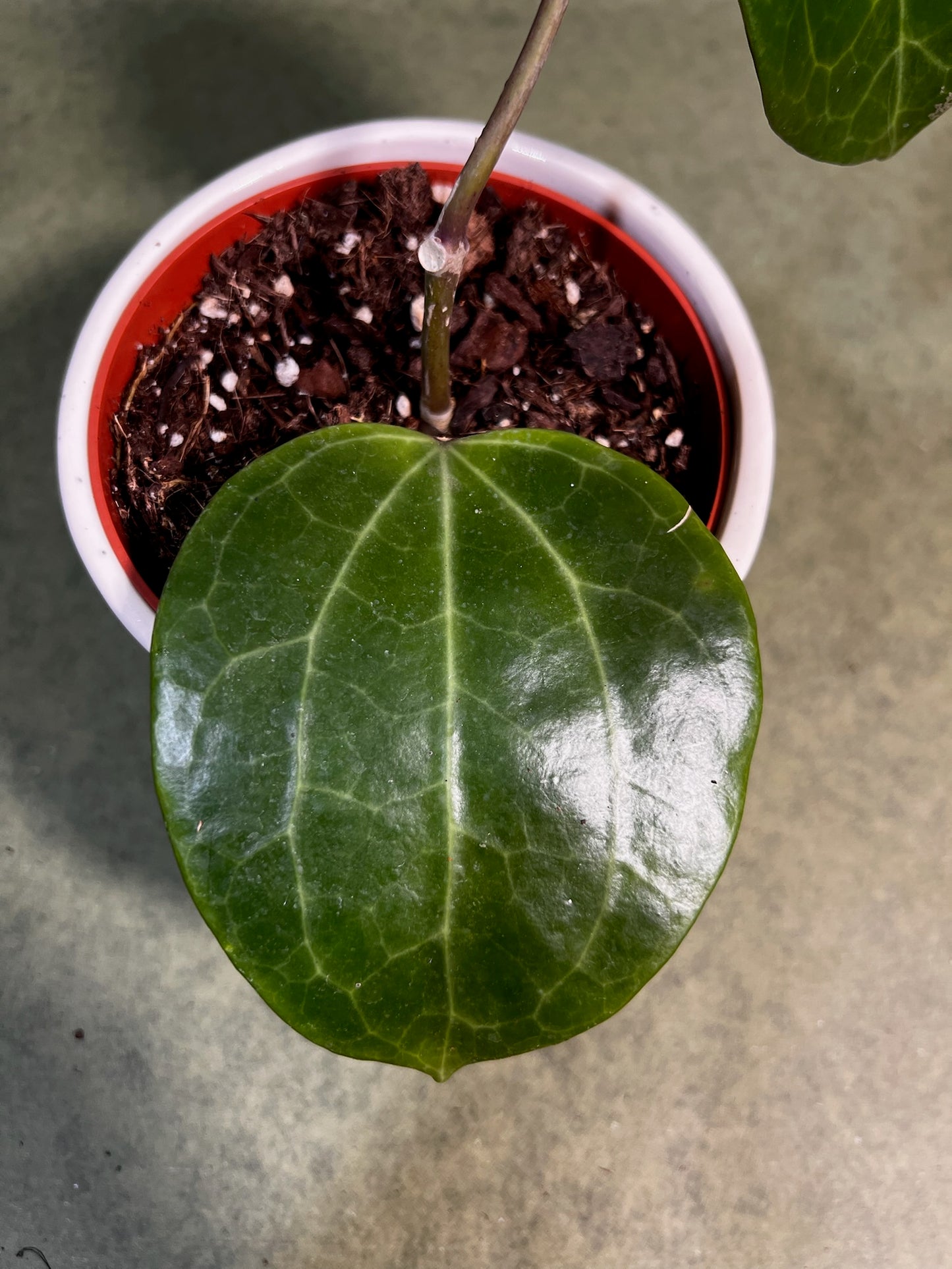 Hoya Latifolia Green ↕: 15cm ø: 10,5cm
