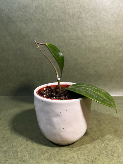 Hoya Latifolia Green ↕: 15cm ø: 10,5cm