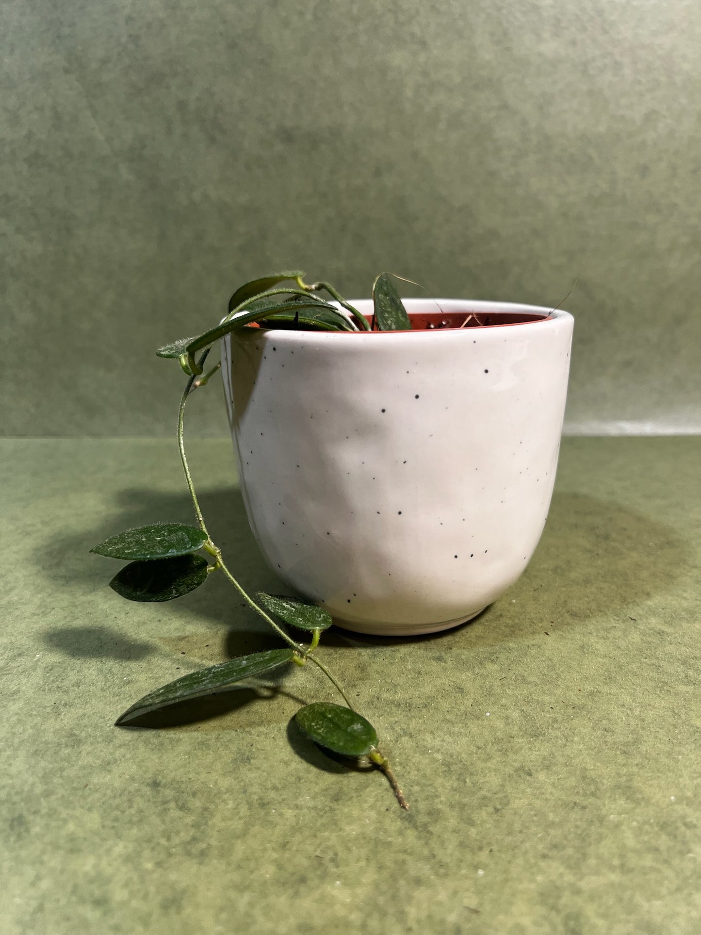 Hoya Thomsonii ↕: 29cm ø: 10,5cm