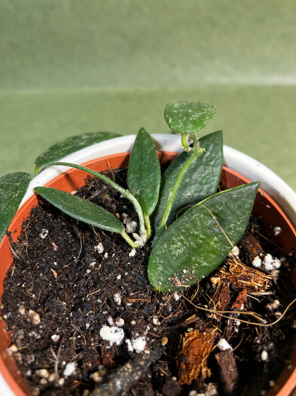 Hoya Thomsonii ↕: 29cm ø: 10,5cm