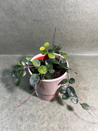 Hoya Mathilde ↕: 30cm ø: 12cm
