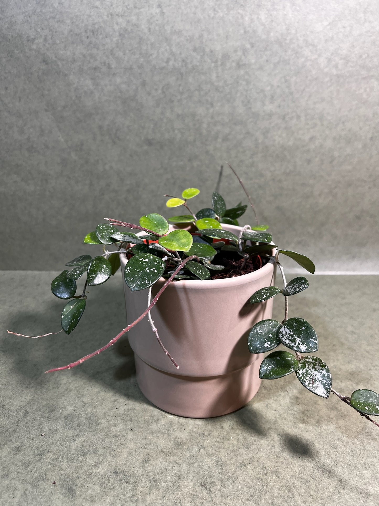 Hoya Mathilde ↕: 30cm ø: 12cm
