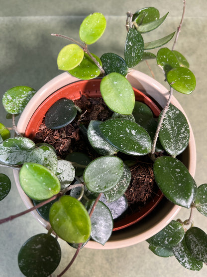 Hoya Mathilde ↕: 30cm ø: 12cm