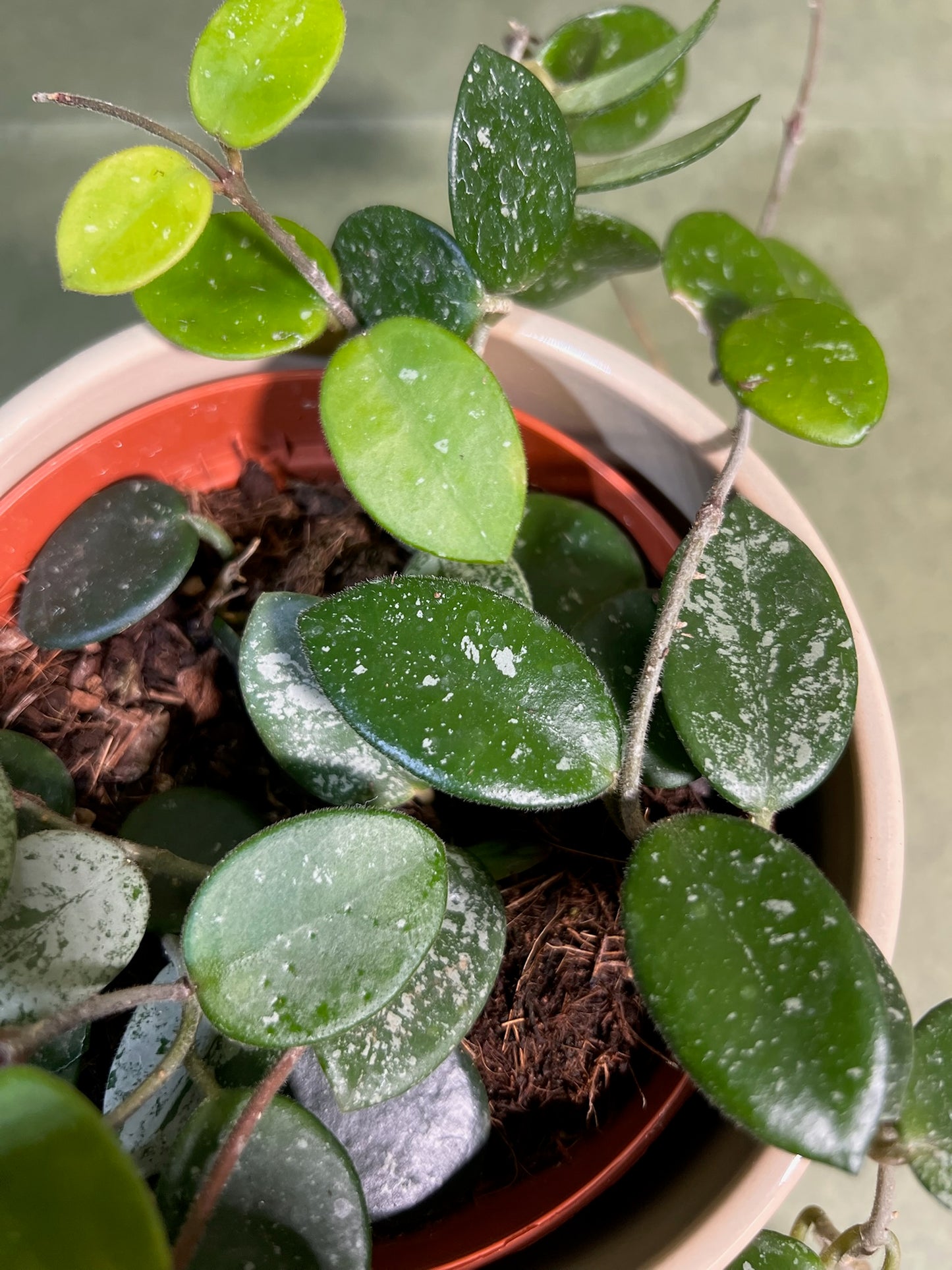 Hoya Mathilde ↕: 30cm ø: 12cm