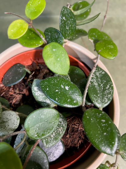 Hoya Mathilde ↕: 30cm ø: 12cm