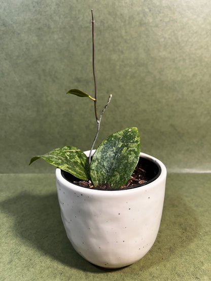 Hoya Verticillata Lampung ↕: 14cm ø: 10,5cm