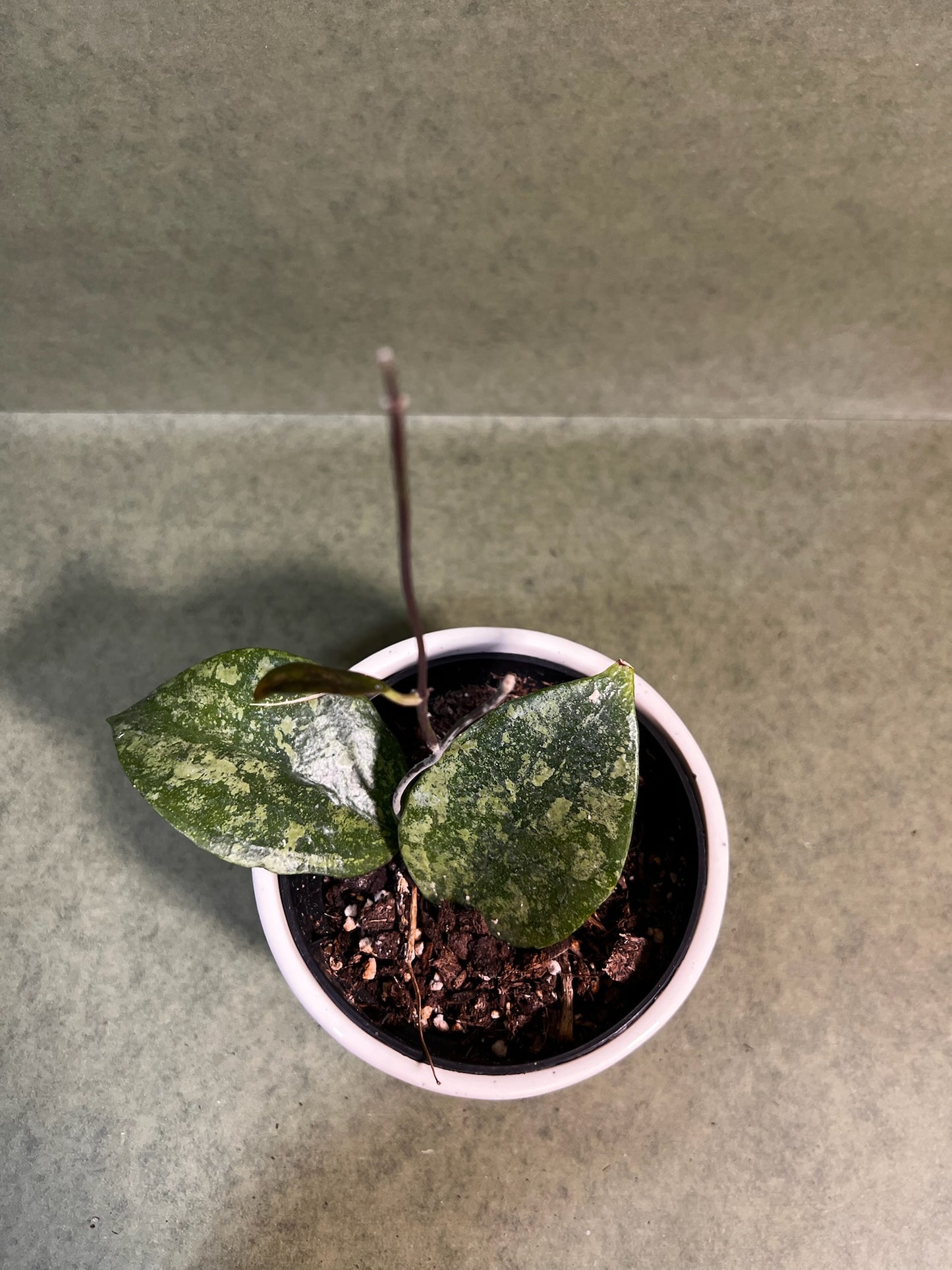 Hoya Verticillata Lampung ↕: 14cm ø: 10,5cm