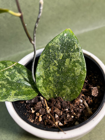 Hoya Verticillata Lampung ↕: 14cm ø: 10,5cm
